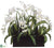 Phalaenopsis Orchid, Carex Leaf - Cream Green - Pack of 1
