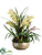 Orchid, Succulent - Green Orchid - Pack of 1
