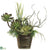 Succulents - Green - Pack of 1
