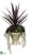 Yucca, Succulents - Green Purple - Pack of 1