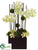 Phalaenopsis Orchid, Cymbidium Orchid, Moss Ball - Green Violet - Pack of 1