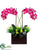 Phalaenopsis Orchid, Pompon Mum, Grass - Orchid Green - Pack of 1