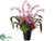 Oncidium Orchid, Succulents - Fuchsia Beauty - Pack of 1
