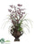Cymbidium Orchid, Berry - Eggplant Green - Pack of 1