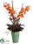 Phalaenopsis Orchid, Agave, Lycaste - Orange Burgundy - Pack of 1
