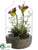 Lady Slipper Orchid - Green Brown - Pack of 1