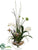 Phalaenopsis Orchid, Lady Slipper Orchid - Violet Cream - Pack of 1