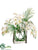 Phalaenopsis Orchid - Cream - Pack of 1