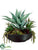 Agave, Yucca, Succulent - Green - Pack of 1