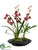 Cymbidium Orchid - Burgundy - Pack of 1