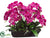 Phalaenopsis Orchid - Violet - Pack of 1