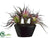 Tillandsia Cactus - Burgundy Green - Pack of 1