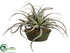 Silk Plants Direct Tillandsia Cactus - Green - Pack of 1