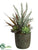 Agave, Sedum, Yucca Fern - Green Frosted - Pack of 1