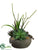 Aloe, Echeveria, Sedum - Green Burgundy - Pack of 1