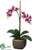 Phalaenopsis Orchid Plant - Orchid - Pack of 1