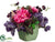 Peony, Orchid - Pink Purple - Pack of 1