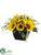 Sunflower, Amaranthus - Yellow Green - Pack of 1