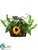 Sunflower, Artichoke, Staghorn - Green Yellow - Pack of 1