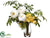Tulip, Peony, Calendula - White Yellow - Pack of 1