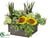 Sunflower, Succulent, Snowball Arrangement - Yellow Green - Pack of 1