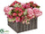 Rose, Kalanchoe Arrangement - Rose Beauty - Pack of 1