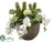 Succulent, Orchid, Snowball - Green Cream - Pack of 1