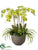 Orchid, Succulent Arrangement - Green - Pack of 1