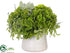 Silk Plants Direct Pompom, Fern, Lambs Ear Arrangement - Green - Pack of 1