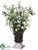 Azalea, Twig Arrangement - Cream Green - Pack of 1