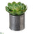 Silk Plants Direct Echeveria - Green Two Tone - Pack of 1