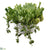 Echeveria Sedum - Green - Pack of 1