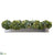 Succulent Sedum - Green - Pack of 1