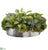 Succulent Kalanchoe - Green - Pack of 1