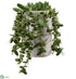 Silk Plants Direct Dischidia - Green - Pack of 1