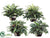 Greenery Plants - Assorted - Pack of 4