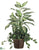 Dieffenbachia, Ivy - Green White - Pack of 1