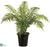 Sword Palm Tree - Green - Pack of 1
