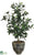 Olive Tree - Green Two Tone - Pack of 1