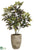 Croton Plant - Green Yellow - Pack of 1