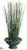 Horsetail Equisetum Grass - Green - Pack of 1