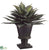 Agave Plant - Green - Pack of 1