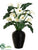 Calla Lily - White Green - Pack of 1