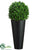 Boxwood Ball - Green - Pack of 1