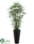 Cypress Grass Plant - Green - Pack of 1