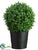 Boxwood Topiary - Green - Pack of 1