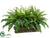 Boston Fern - Green - Pack of 1