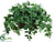 English Ivy - Green - Pack of 1