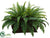 Boston Fern - Green - Pack of 1