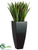 Sansevieria - Green Variegated - Pack of 1